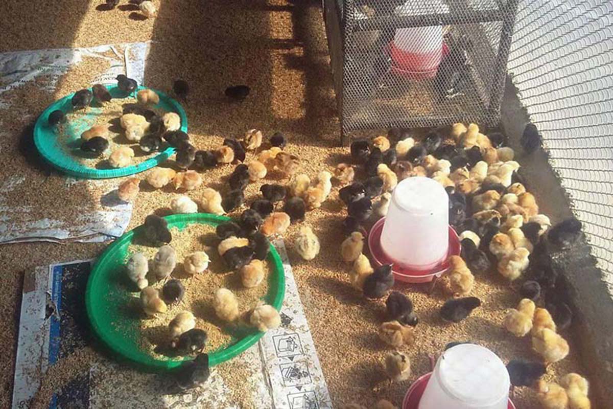 Rs 500m released to compensate poultry farmers hit by bird flu