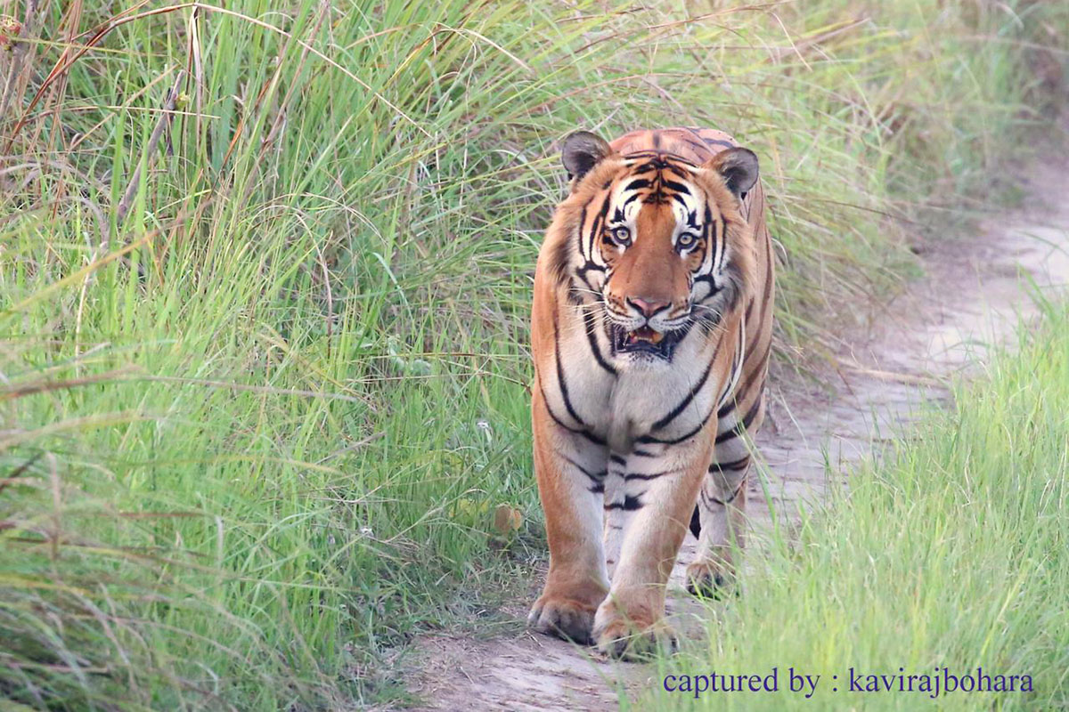 Shuklaphanta National Park records 4,191 visitors in current fiscal year, up 12.6 pc