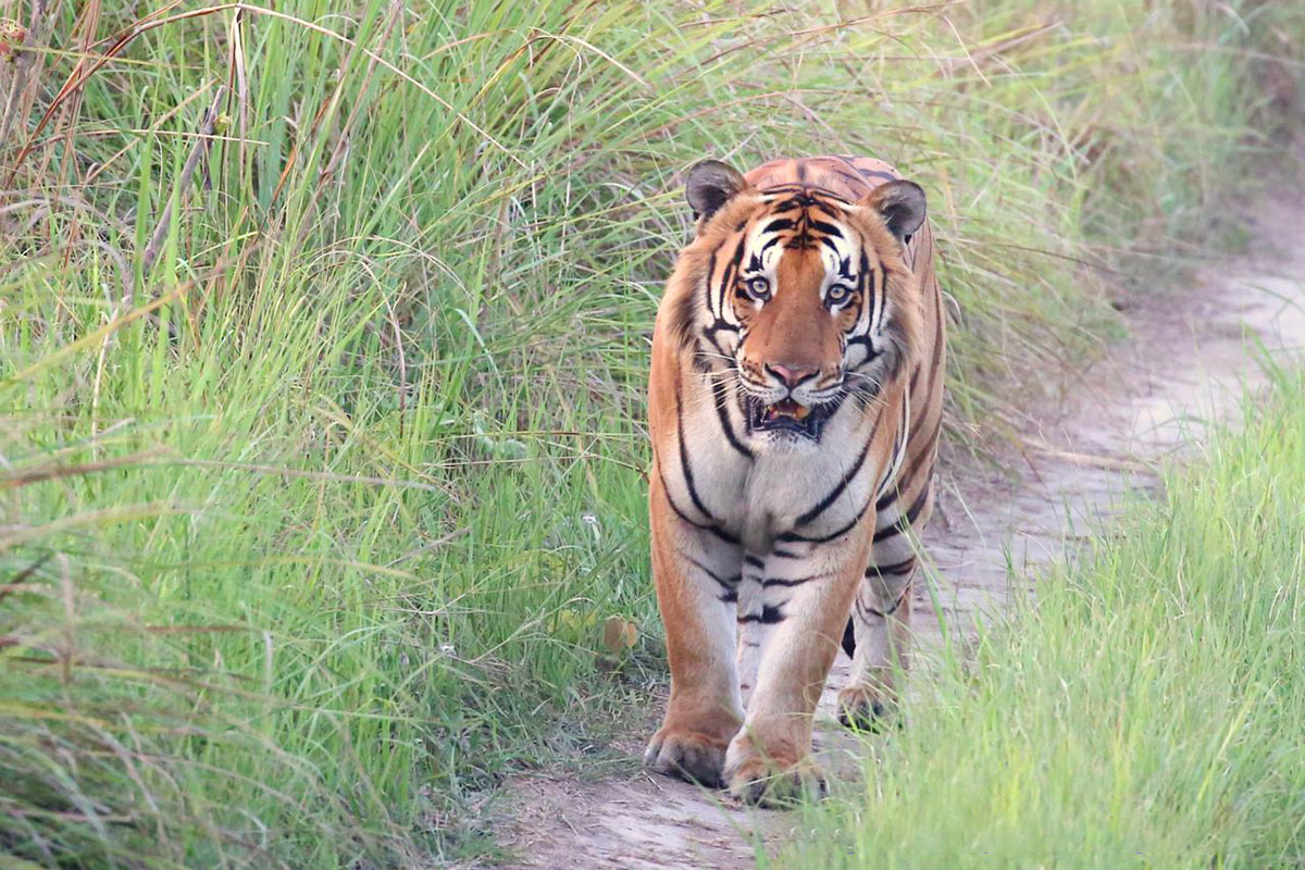 WWF Nepal marks Global Tiger Day, says conservation success goes beyond population totals as survey finds 429 tigers