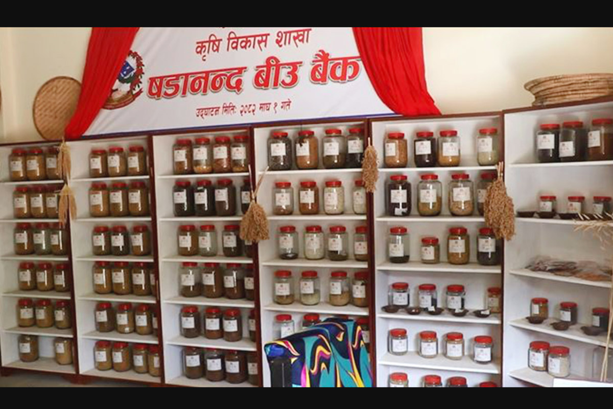 Bhojpur's municipality opens seed bank to preserve indigenous seeds