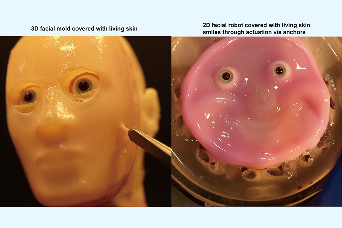 Japan scientists make smiling robot with 'living' skin