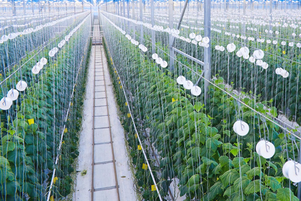 Brunei, Singapore advance ties on agri-tech food zone