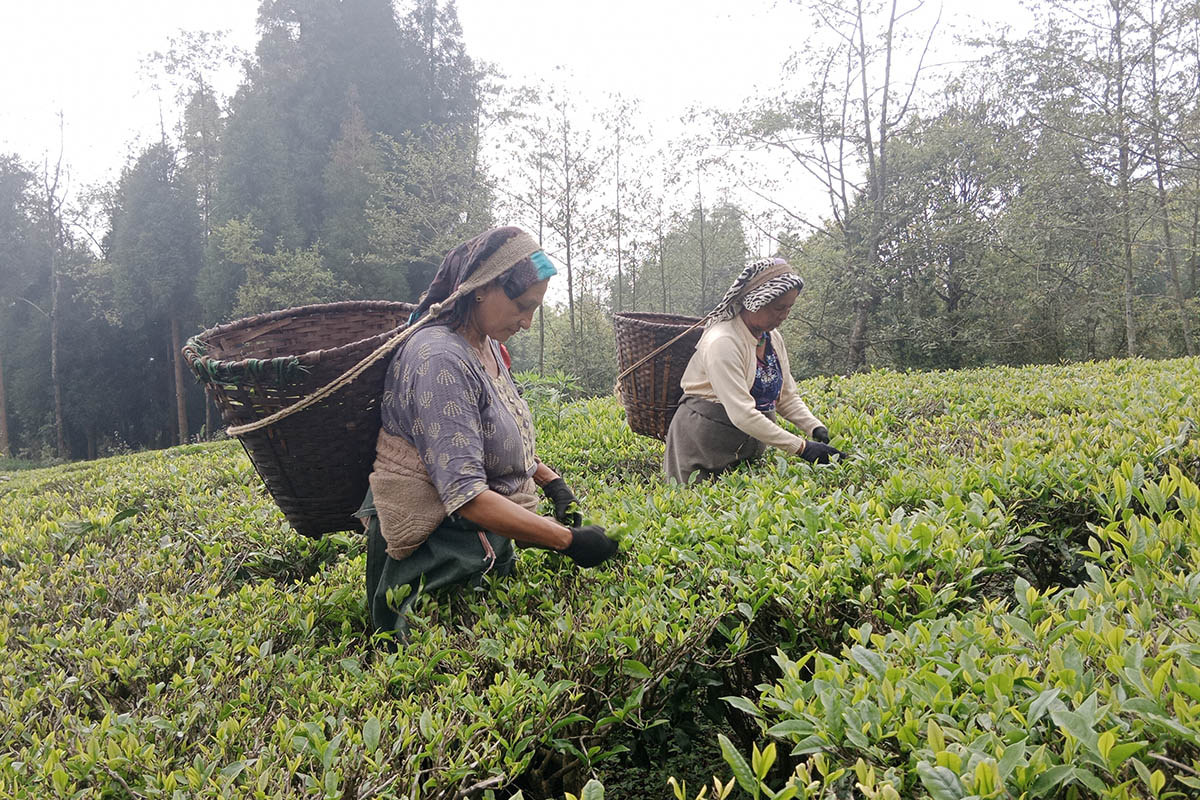 Tea factories in Ilam shutting down as India tightens testing of Nepali tea