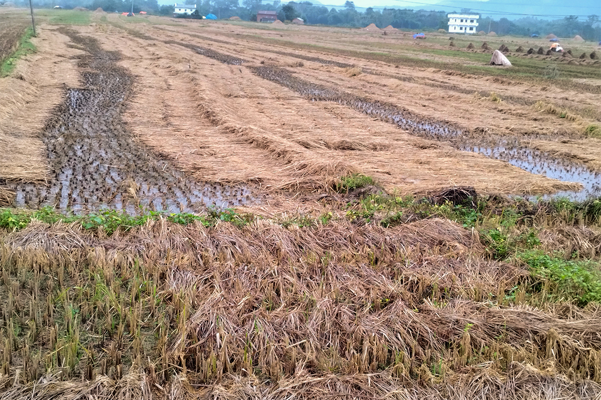 Unseasonal Rain Damages Paddy Planted on 10,000 Hectares of Land