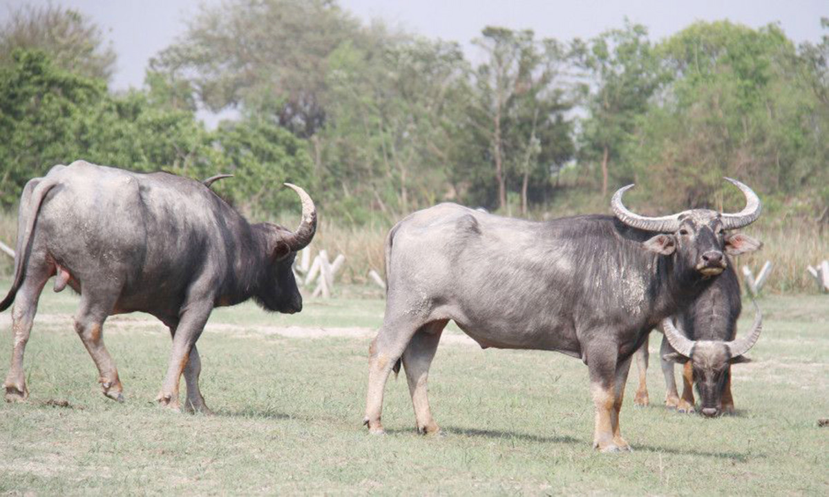 Wild-water-buffalo,-Koshi-Tappu-Wildlife-Reserve,-KTWR-1779698164.jpg