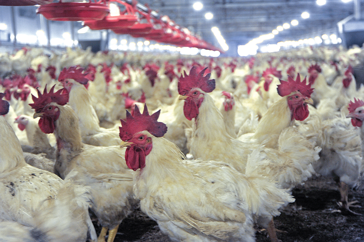 Healthy Profits in the Poultry Hub – CHITWAN REPORT