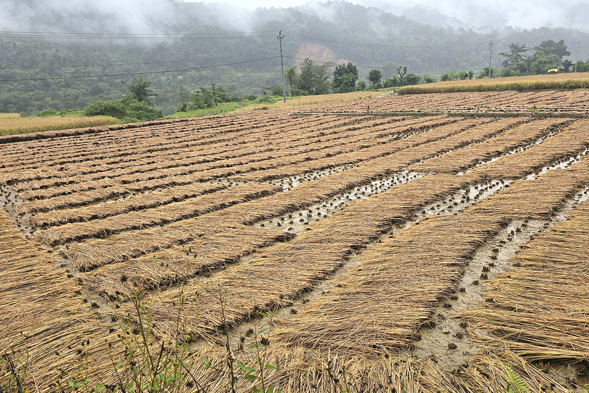 Unseasonal Rainfall Causes Rs 2.5 Billion Paddy Loss in Koshi Province