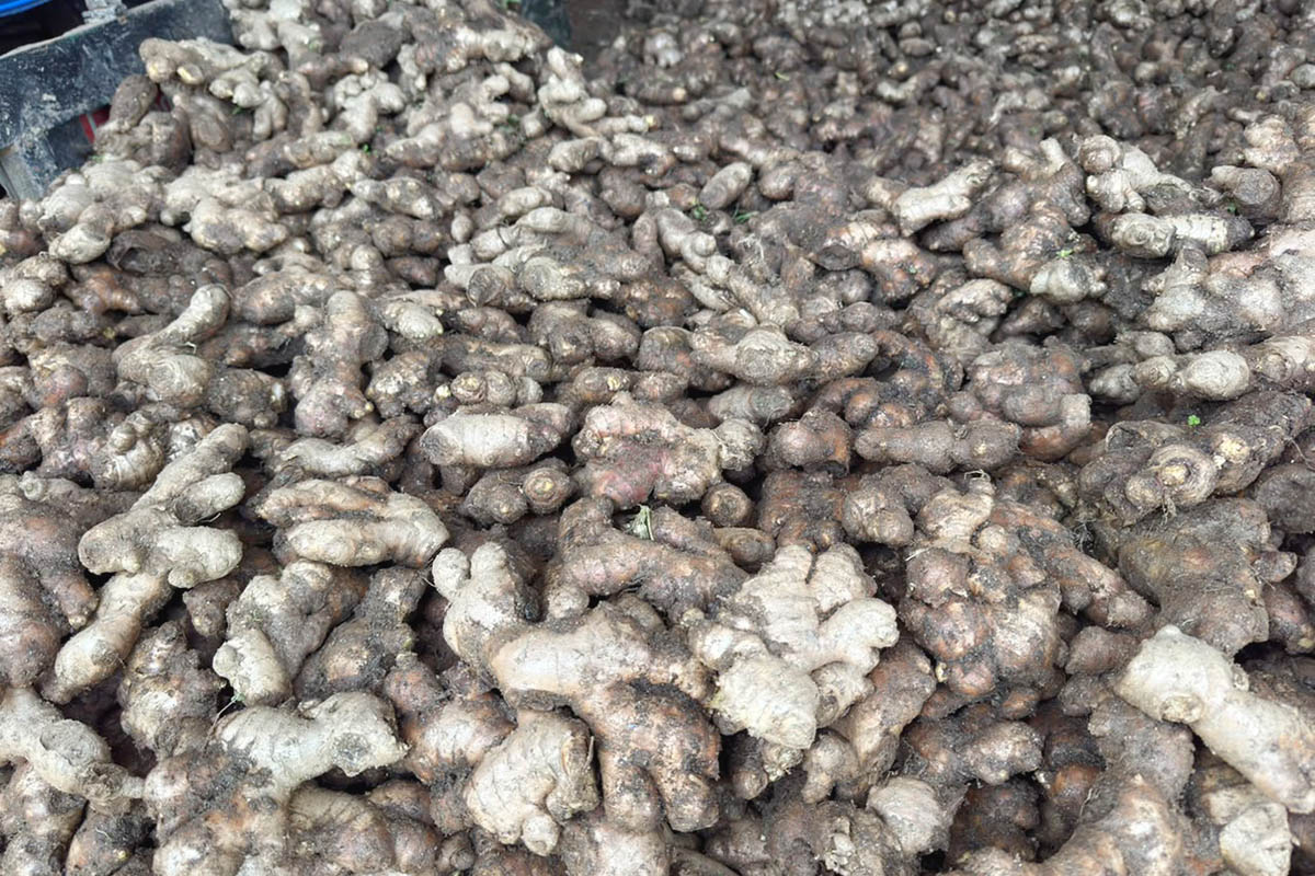 Farmers in Ilam secure substantial income from ginger farming